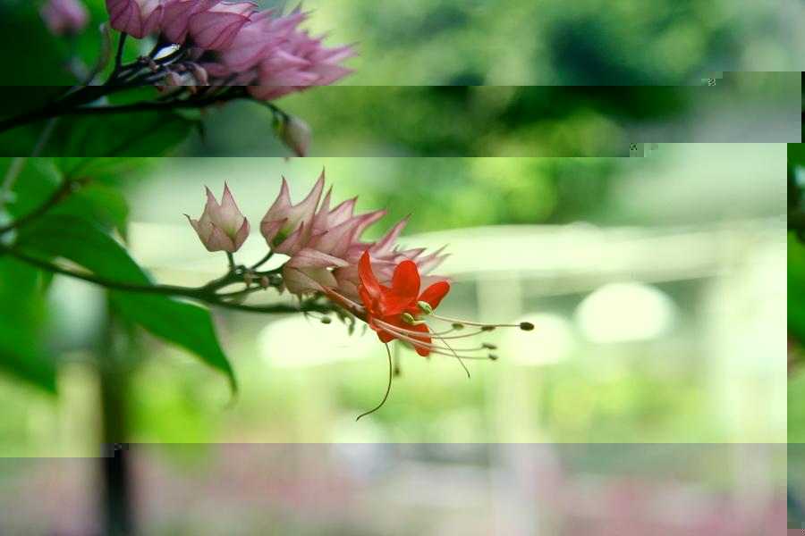 中大紅花 